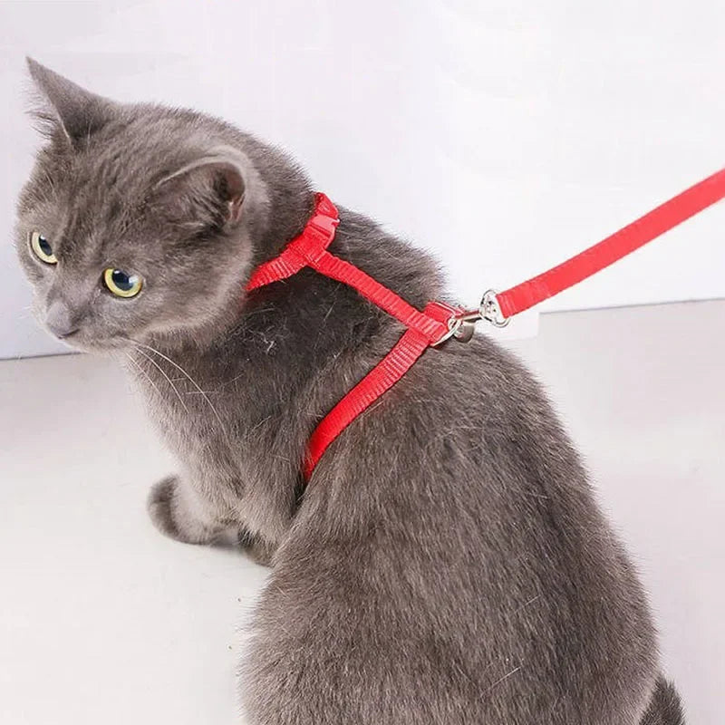 Chaton gris portant un harnais et une laisse rouges sur fond blanc
