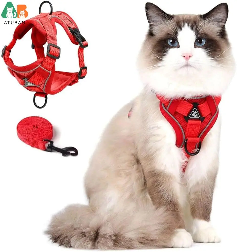 Chat portant un harnais rouge avec une laisse, assis à côté du harnais et de la laisse sur un fond blanc.

