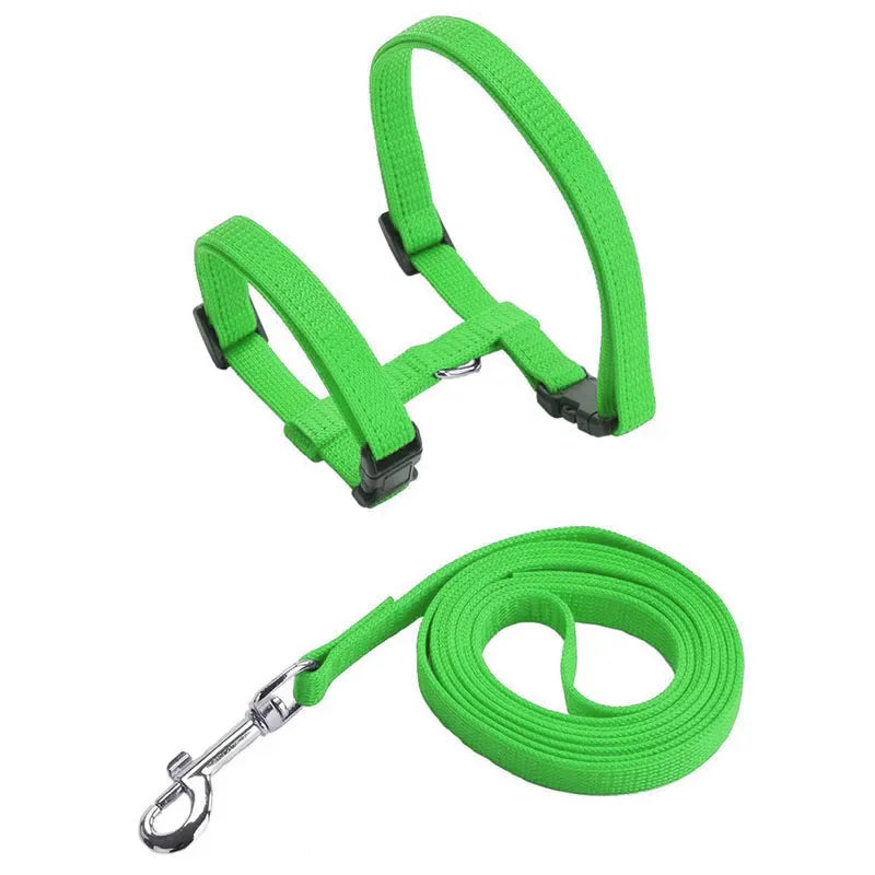 Harnais et laisse verts pour chien posés sur fond blanc

