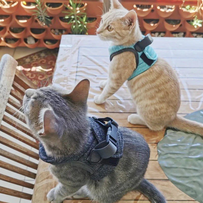 Deux chats portant des harnais assis sur un plancher en bois avec des plantes en arrière-plan.

