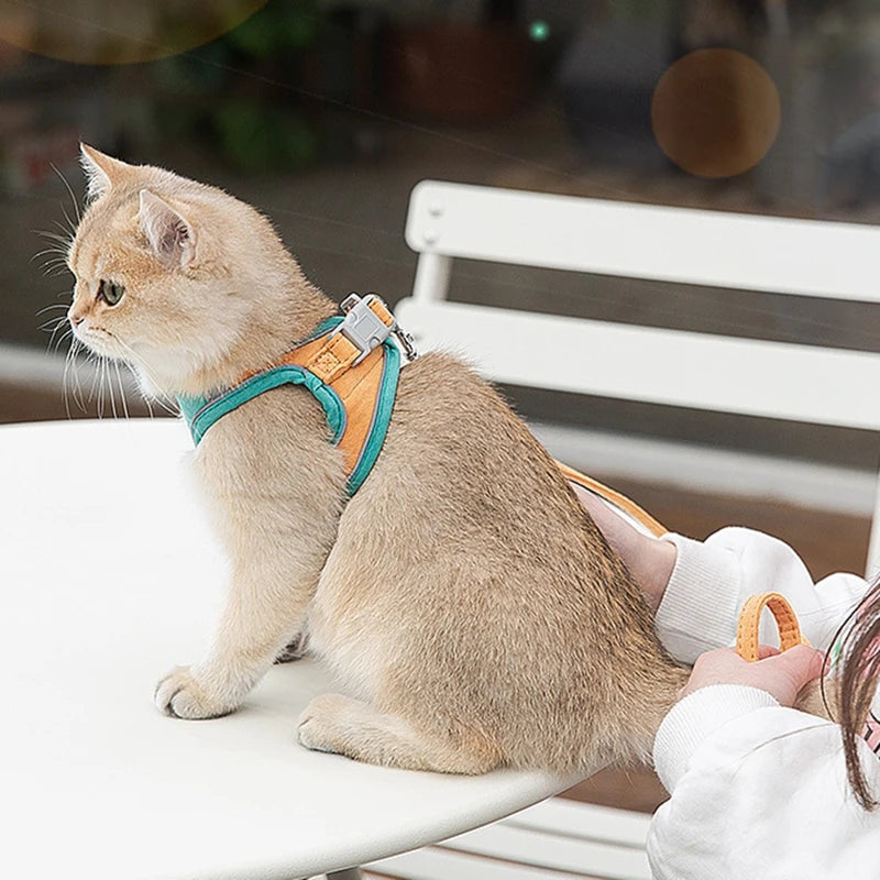 Chat portant un harnais assis sur une chaise avec un fond flou


