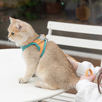Chat portant un harnais assis sur une chaise avec un fond flou

