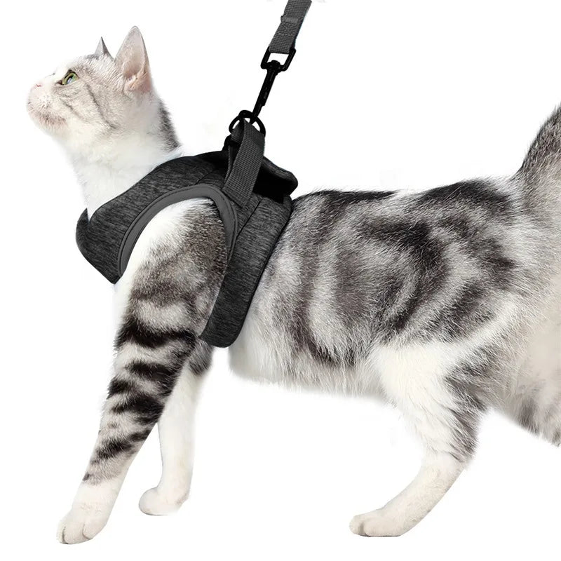 Chat portant un harnais et une laisse noirs sur fond blanc

