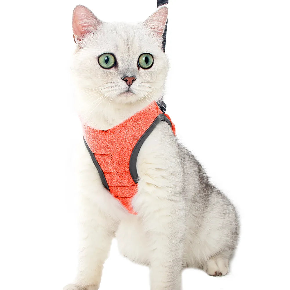 Chat portant un harnais orange vif sur fond blanc


