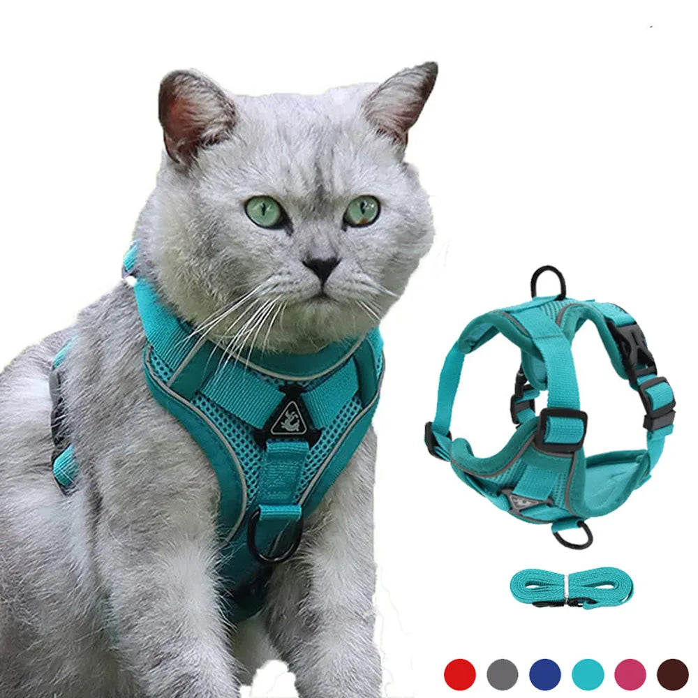 Chat portant un harnais sarcelle avec un harnais supplémentaire sur fond blanc

