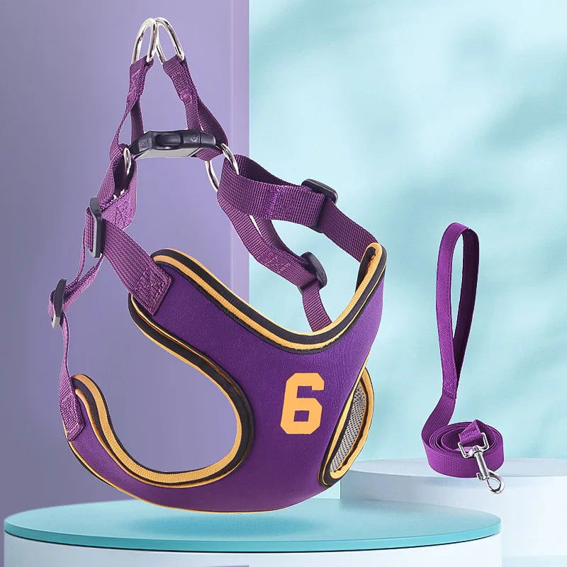 Harnais violet avec le numéro 6 et la laisse assortie sur fond bleu clair
